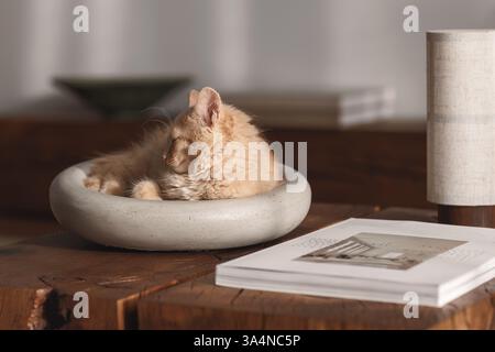 A two-month-old light ginger kitten snuggles contentedly in a grey stone bowl, perched on a solid oak stump table, showcasing its playful spirit and s Stock Photo