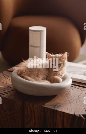 A two-month-old light ginger kitten snuggles contentedly in a grey stone bowl, perched on a solid oak stump table, showcasing its playful spirit and s Stock Photo