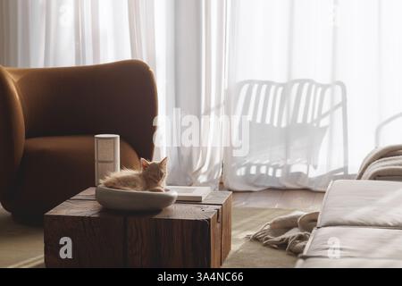 A two-month-old light ginger kitten snuggles contentedly in a grey stone bowl, perched on a solid oak stump table, showcasing its playful spirit and s Stock Photo