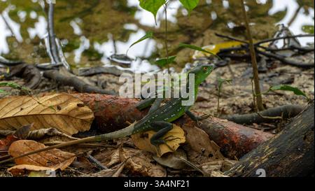 Female Green Basilisk in Tortuguero, Costa Rica (March 2008) Stock Photo