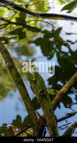 Female Green Basilisk in Tortuguero, Costa Rica (March 2008) Stock Photo