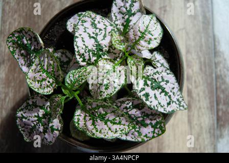 Beautiful polka dot plant with speckled leaves in shades of pink, red, and green, captured up close. Stock Photo