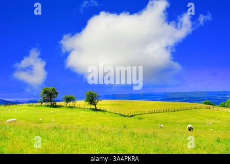 Sheep in a field with a v shaped fence and a large white cumulus   cloud against blue sky Stock Photo