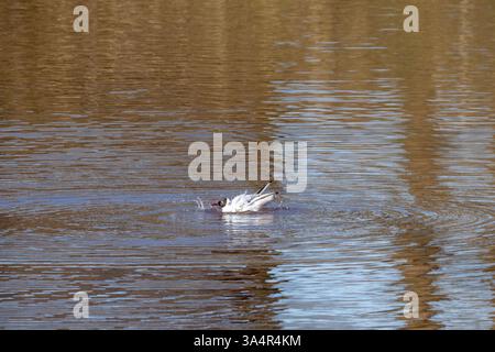 Black-Headed Gull Bathing in a Tranquil Lake Stock Photo
