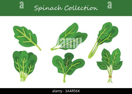 spinach collection in different style. Vector illustration. Stock Vector