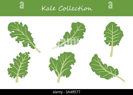 kale collection in different style. Vector illustration. Stock Vector