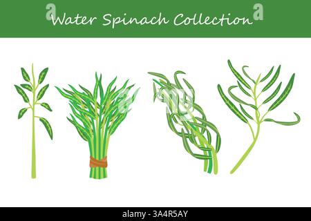 water spinach collection in different style. Vector illustration. Stock Vector