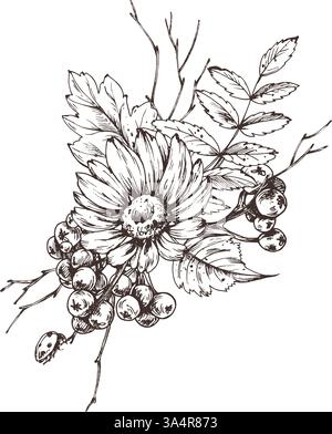 Autumn berries physalis, chokeberry, rowan leaves, maple, birch, rudbeckia flowers, tree branches. Graphic line art hand drawn with black ink Stock Vector