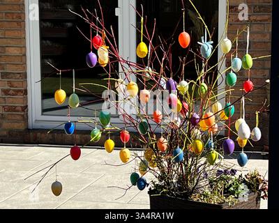 Osterstrauch mit Bunten Ostereiern steht im Garten Ostereier haengen an Zweigen in der Sonne an einem Osterstrauch - Ein Osterstrauch, geschmueckt mit bunten Eiern steht für das Wiedererwachen der Natur im Fruehling. Klassisch werden Palmkaetzchen, Birken Hasel und Kirschzweige verwendet Hamburg 19.03.2025 Hamburg Deutschland *** Easter shrub with colorful Easter eggs stands in the garden Easter eggs hanging on branches in the sun on an Easter shrub An Easter shrub decorated with colorful eggs stands for the reawakening of nature in spring Classically, palm cookies, birch hazel and cherry bran Stock Photo