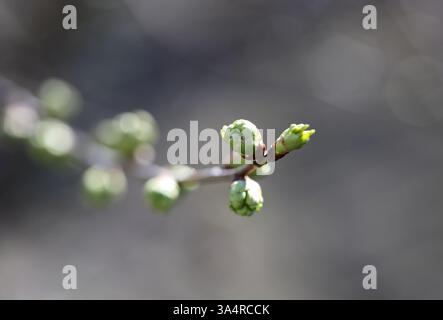 Bud of a cherry tree Stock Photo