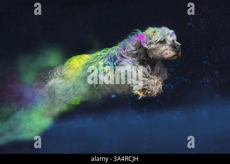 Dachshund-Yorkshire-Terrier Stock Photo