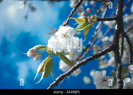 Soft cherry blossoms against a bright blue sky—pure and radiant. Captured in Hobart, Australia. 🌸💙✨ Stock Photo