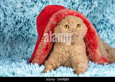Cute funny cat in a red hood with fur sits on a blue blanket Stock Photo