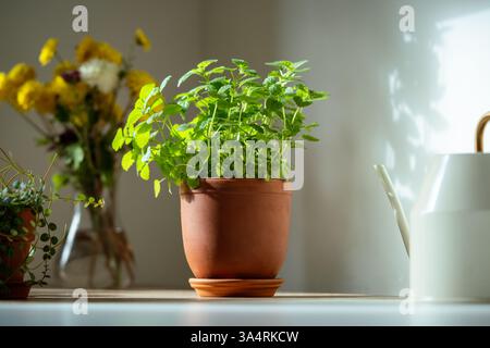 Melissa plant in terracotta pot on table. Growing aromatic fresh mint, lemon balm herbs at home Stock Photo