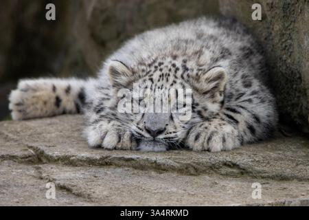 Snow leopard cub Stock Photo