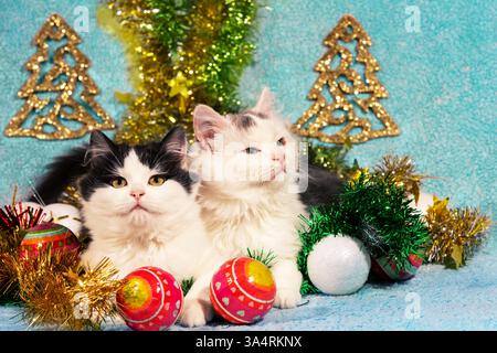 Funny little kittens sitting on blue blanket with Christmas decorations Stock Photo
