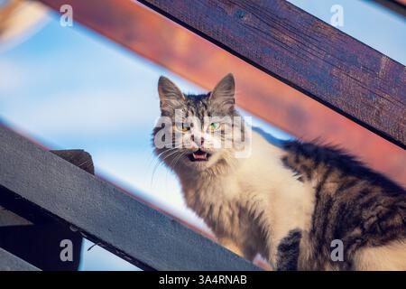 A cat stands on a wooden staircase in a country house Stock Photo