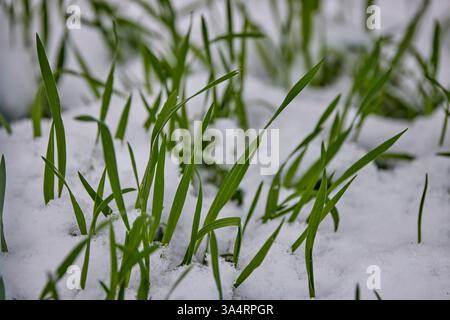 green grass emerging from the snow Stock Photo