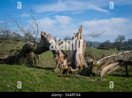 Storm damaged Oak tree in the Ribble Valley, Lancashire, UK. Stock Photo