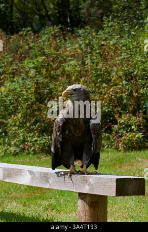 White-tailed Sea Eagle perched on a bench in South Wales in 2022 Stock Photo