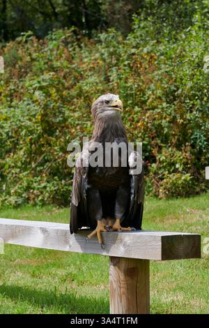 White-tailed Sea Eagle perched on a bench in South Wales in 2022 Stock Photo