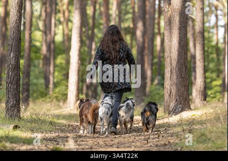 woman and Miniature Australian Shepherds Stock Photo - Alamy