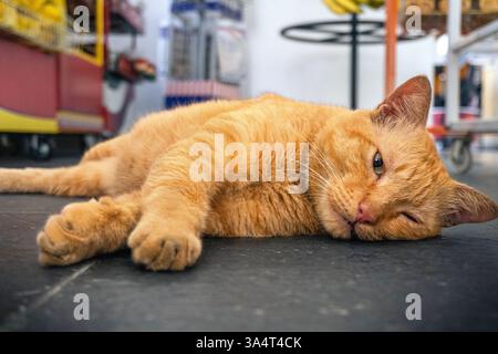 A relaxed ginger cat sprawled out on the floor, enjoying a peaceful nap in a cozy indoor setting Stock Photo