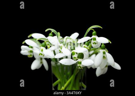 snowdrop isolated on black background Stock Photo