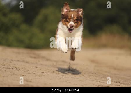 red-tri Australian Shepherd Stock Photo
