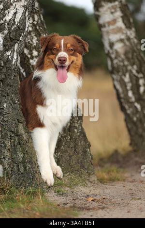 red-tri Australian Shepherd Stock Photo