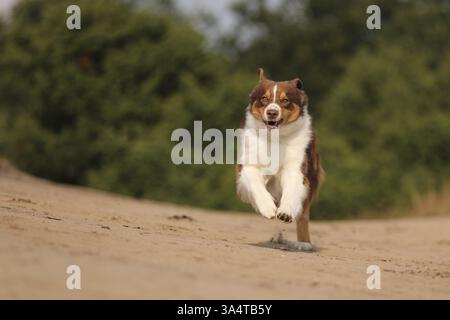 red-tri Australian Shepherd Stock Photo