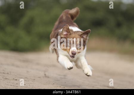 red-tri Australian Shepherd Stock Photo