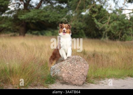 red-tri Australian Shepherd Stock Photo
