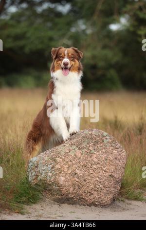 red-tri Australian Shepherd Stock Photo
