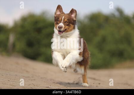 red-tri Australian Shepherd Stock Photo
