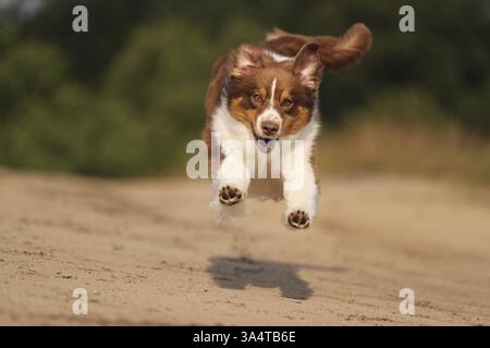red-tri Australian Shepherd Stock Photo