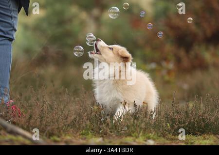 Border Collie puppy Stock Photo
