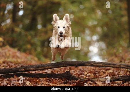 Golden Retriever Stock Photo