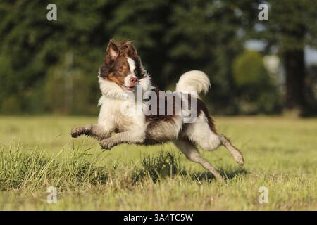 red-tri Australian Shepherd Stock Photo