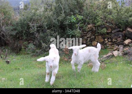 Two playful baby goats running in a green meadow near an old stone wall. Energetic kid goats enjoying nature in a rural countryside setting. Stock Photo