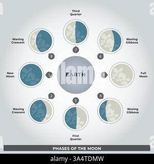 Illustration of the Phases of the Moon Text in English - Vector, Education Science, Lunar cycle Stock Vector