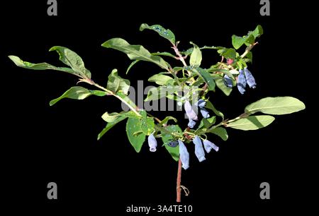 Branch with blue honeysuckle berries with leaves and raindrops isolated on black background. Stock Photo