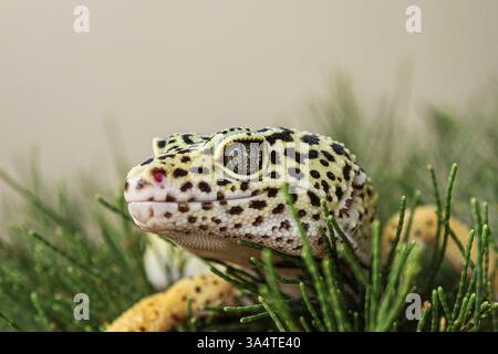 Yellow leopard gecko with a smile on white background and pine leaf as substrate Eublepharis macularius, one of few gecko species with eyelid Stock Photo