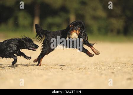 Working Cocker Spaniel Stock Photo