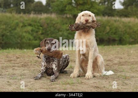 German Shorthaired Pointer Stock Photo