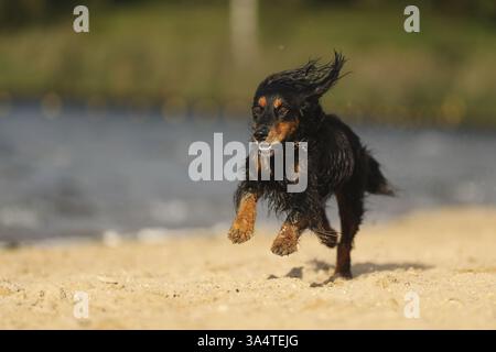 Cocker-Spaniel-Dachshund Stock Photo