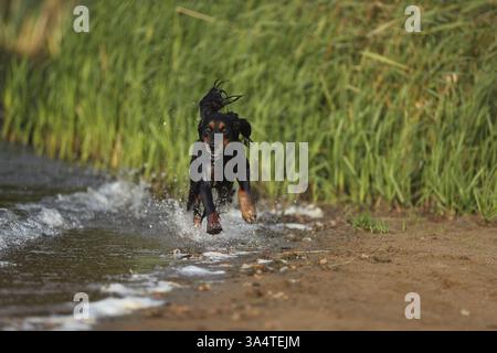 Cocker-Spaniel-Dachshund Stock Photo