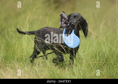Working Cocker Spaniel Stock Photo