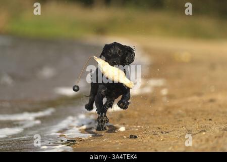 Working Cocker Spaniel Stock Photo