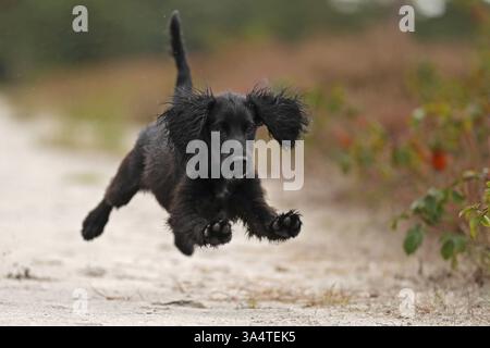 Working Cocker Spaniel Stock Photo